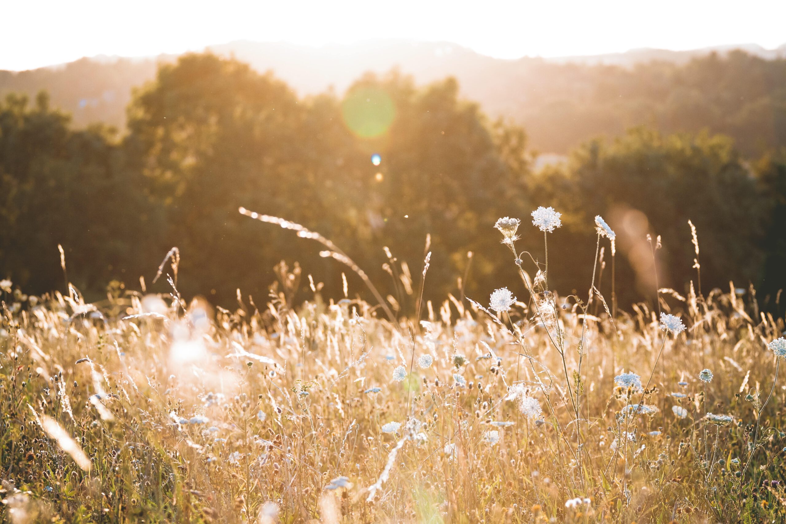 Wildblumenwiese